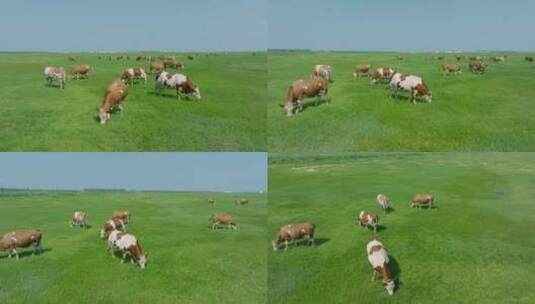 草地草原散养牛航拍高清在线视频素材下载