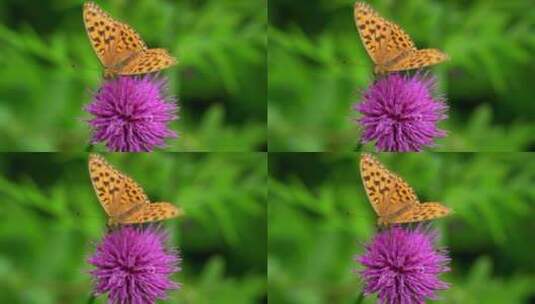 蝴蝶花朵特写高清在线视频素材下载