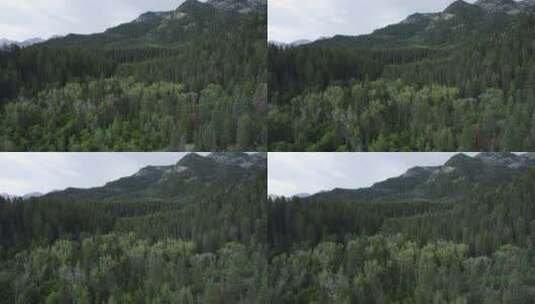 山脉茂密的针叶树高清在线视频素材下载