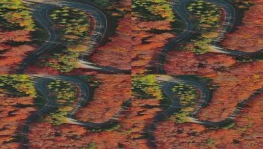 航拍秋季森林公路高清在线视频素材下载