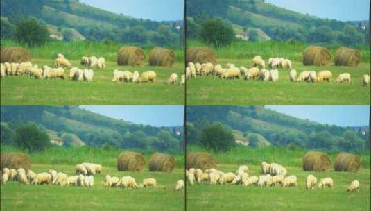 新疆草原羊群觅食吃草高清在线视频素材下载