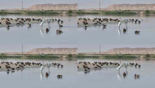 黑河湿地水鸟鹤高清在线视频素材下载