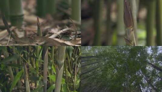 延时摄影竹子生长过程高清实拍背景视频高清在线视频素材下载