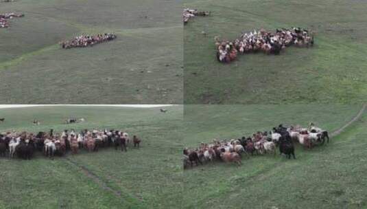 航拍草原上的羊群高清在线视频素材下载