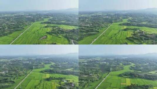 金寨农村稻田航拍高清在线视频素材下载