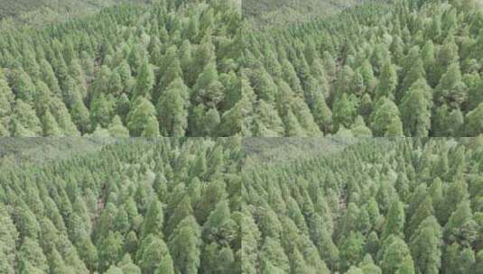 航拍森林绿化 高空树林高清在线视频素材下载