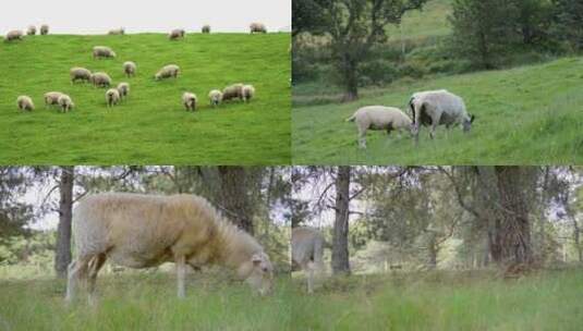 航拍草原上散养的羊群高清在线视频素材下载