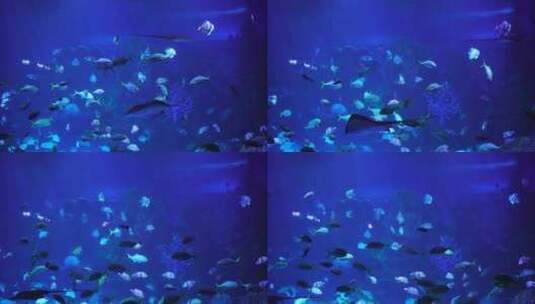 海底世界海洋鱼群生物特写高清在线视频素材下载