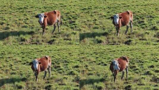 牛群在草地上吃草高清在线视频素材下载