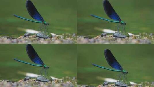 只黑蓝色的黑蟌 翅膀是蓝色的蜻蜓高清在线视频素材下载