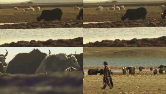 西藏高原牧场牦牛高清在线视频素材下载