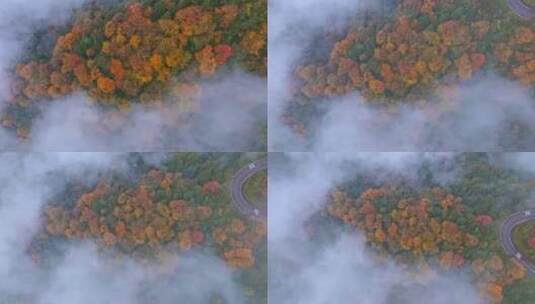 高清实拍眉山洪雅瓦屋山森林高清在线视频素材下载