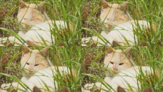春天草丛中未成年小猫狸花猫高清在线视频素材下载