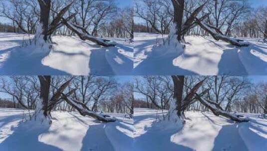 东北冬天吉林四方顶子枯树雪景光影高清在线视频素材下载