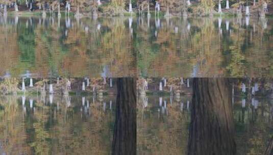 广州番禺大夫山森林公园云岫湖落羽杉红叶湖中倒影高清在线视频素材下载