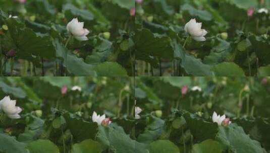 莲花池中一朵朵亭亭玉立的莲花高清在线视频素材下载