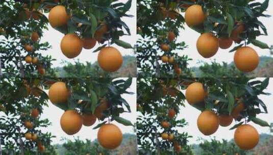 赣南脐橙高清在线视频素材下载