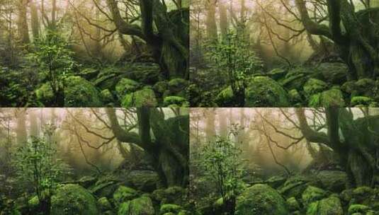神农架原始森林高清在线视频素材下载