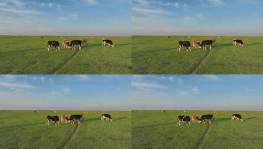 呼伦贝尔草原风光牛群高清在线视频素材下载