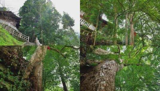 千年古树树木桢楠树王合集高清在线视频素材下载