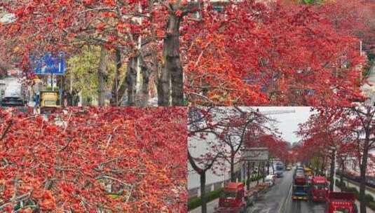 深圳木棉花开高清在线视频素材下载