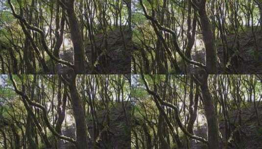 微光逆光森林高清在线视频素材下载