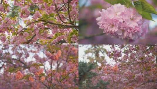 春天樱花花朵樱花树高清在线视频素材下载