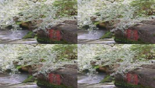 春天小溪潺潺雪柳盛开治愈唯美8K实拍竖版高清在线视频素材下载