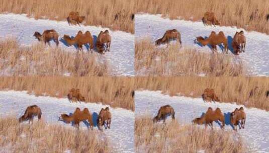 冬天草原上的骆驼高清在线视频素材下载