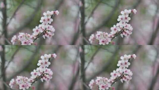 春日里盛开的山樱花高清在线视频素材下载