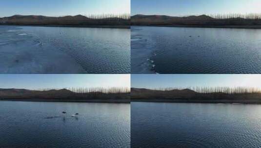 初春荒野水中忽然起飞的野鸭子高清在线视频素材下载
