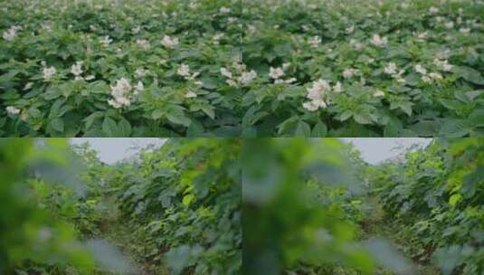 农业粮食种植土豆洋芋马铃薯种植花叶高清在线视频素材下载