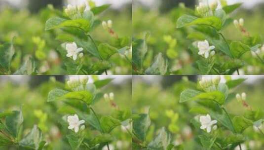 唯美茉莉花与茉莉花茶制作福州茉莉花种植园高清在线视频素材下载