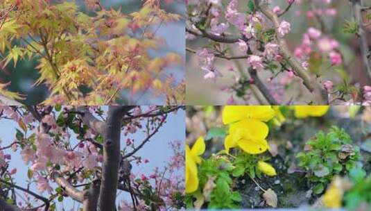 春天秋天枫树叶樱花花朵草木小清新唯美风景高清在线视频素材下载