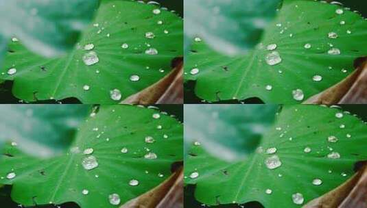 雨后荷叶上的露水珠高清在线视频素材下载