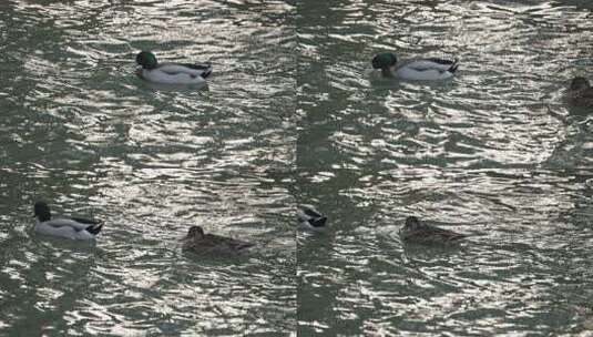 野鸭鸭子鸟类在湖中水中河中游泳嬉戏高清在线视频素材下载