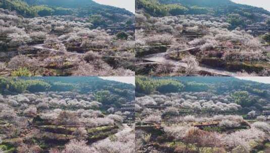 福州永泰青梅花航拍（葛岭万石村）16高清在线视频素材下载