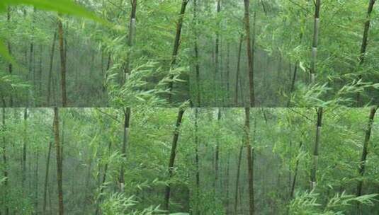 下雨天茂密的竹林枝叶繁茂生机勃勃的景象高清在线视频素材下载