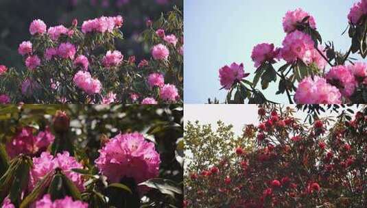 马樱花 杜鹃花 山茶花高清在线视频素材下载