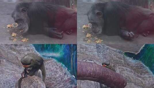 动物园 动物 生命 自然 小动物 萌宠高清在线视频素材下载