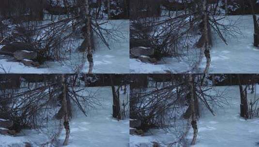 冬日结冰湖面旁的枯树枝高清在线视频素材下载