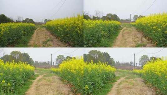 相机4K高清摄春天中的乡村田间小路高清在线视频素材下载