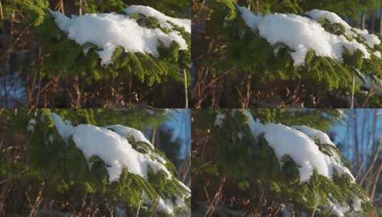 积雪覆盖的松树枝特写高清在线视频素材下载