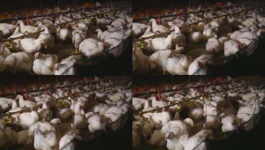 养鸡场饲养白羽鸡环境 (15)高清在线视频素材下载