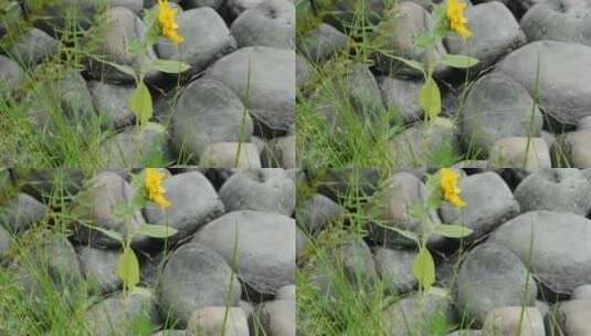 石头间的黄色野花高清在线视频素材下载