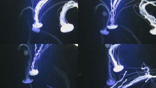 海底发光的水母高清在线视频素材下载