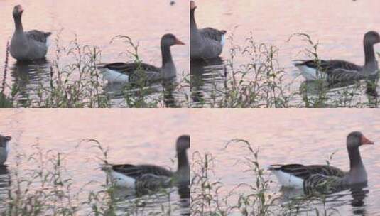 一对野鸭在池塘里划水高清在线视频素材下载
