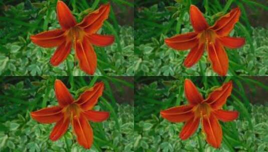 橙色花的近距离视频高清在线视频素材下载