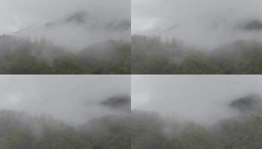 浓雾中的灌木林高清在线视频素材下载