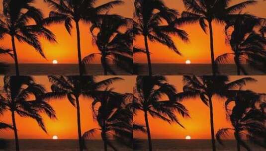 日落时热带棕榈树高清在线视频素材下载